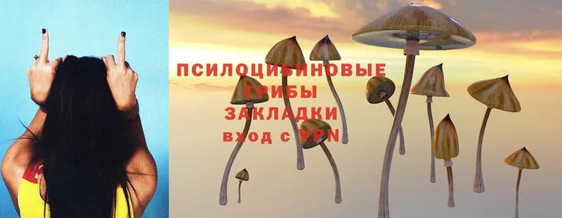 Галлюциногенные грибы Cubensis Лабинск